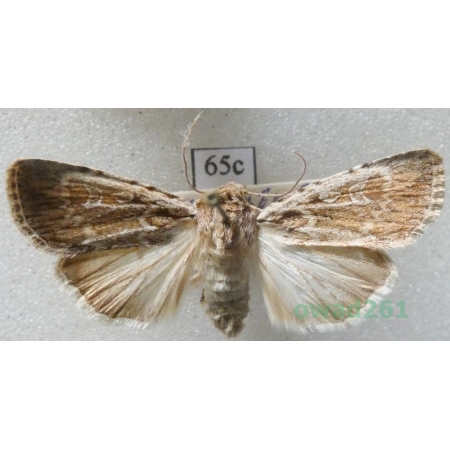 Dichagyris signifera (Denis & Schiffermüller, 1775) Czech65c